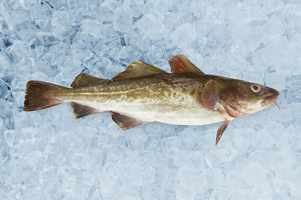 Fresh cod on ice