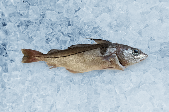 Fresh haddock on ice